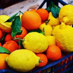 Scopriamo La Differenza Mandarino E Clementina Giardino Digitale